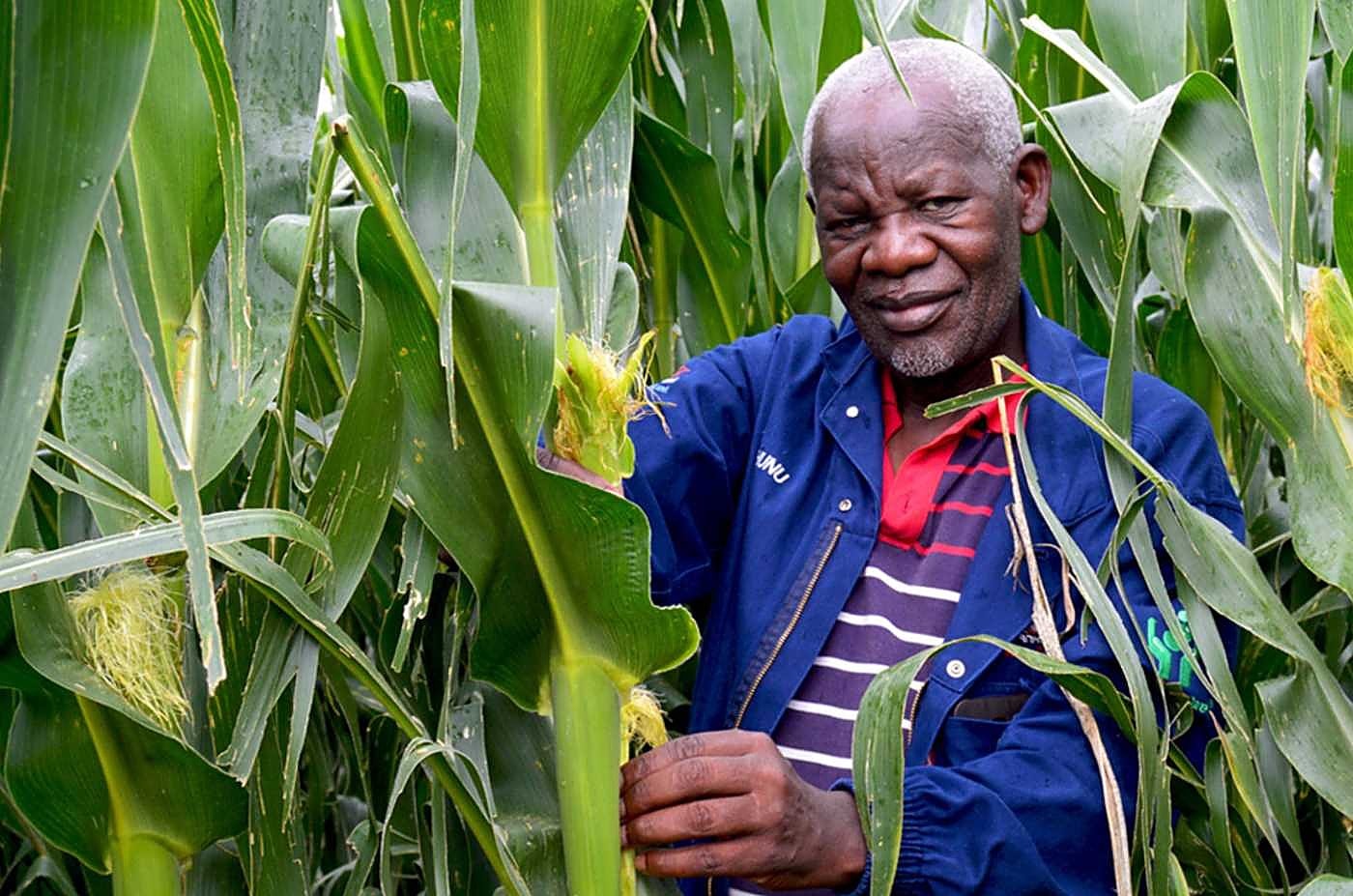 Smallholder farmer supported by Lima in his maize field